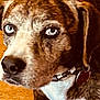 dog, close_up, blue_eyes, collar, pet, animal, brown, white, fur, face, tag, domestic_animal, portrait, canine, indoor, looking_away, ears, snout, whiskers, background