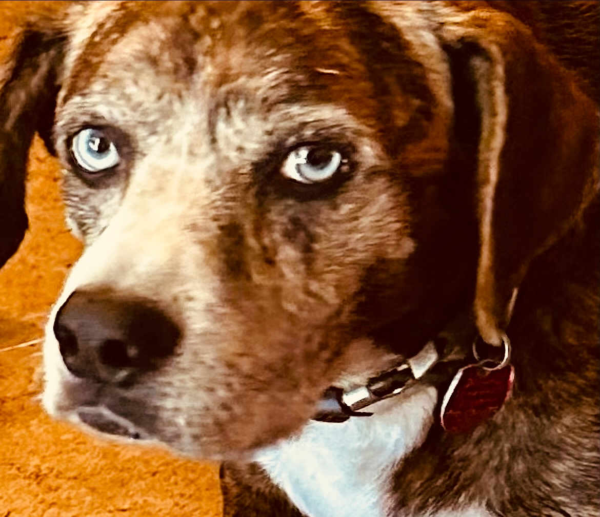 Mika joined the competition — help win amazing prizes! dog, close_up, blue_eyes, collar, pet, animal, brown, white, fur, face, tag, domestic_animal, portrait, canine, indoor, looking_away, ears, snout, whiskers, background