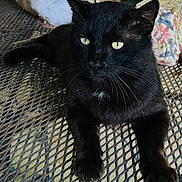 Boots joined the competition — help win amazing prizes! black_cat, cat, animal, pet, feline, yellow_eyes, whiskers, outdoor, table, metal_mesh, relaxed, resting, fur, closeup, portrait, daylight, nature, domestic_animal, paw, curious