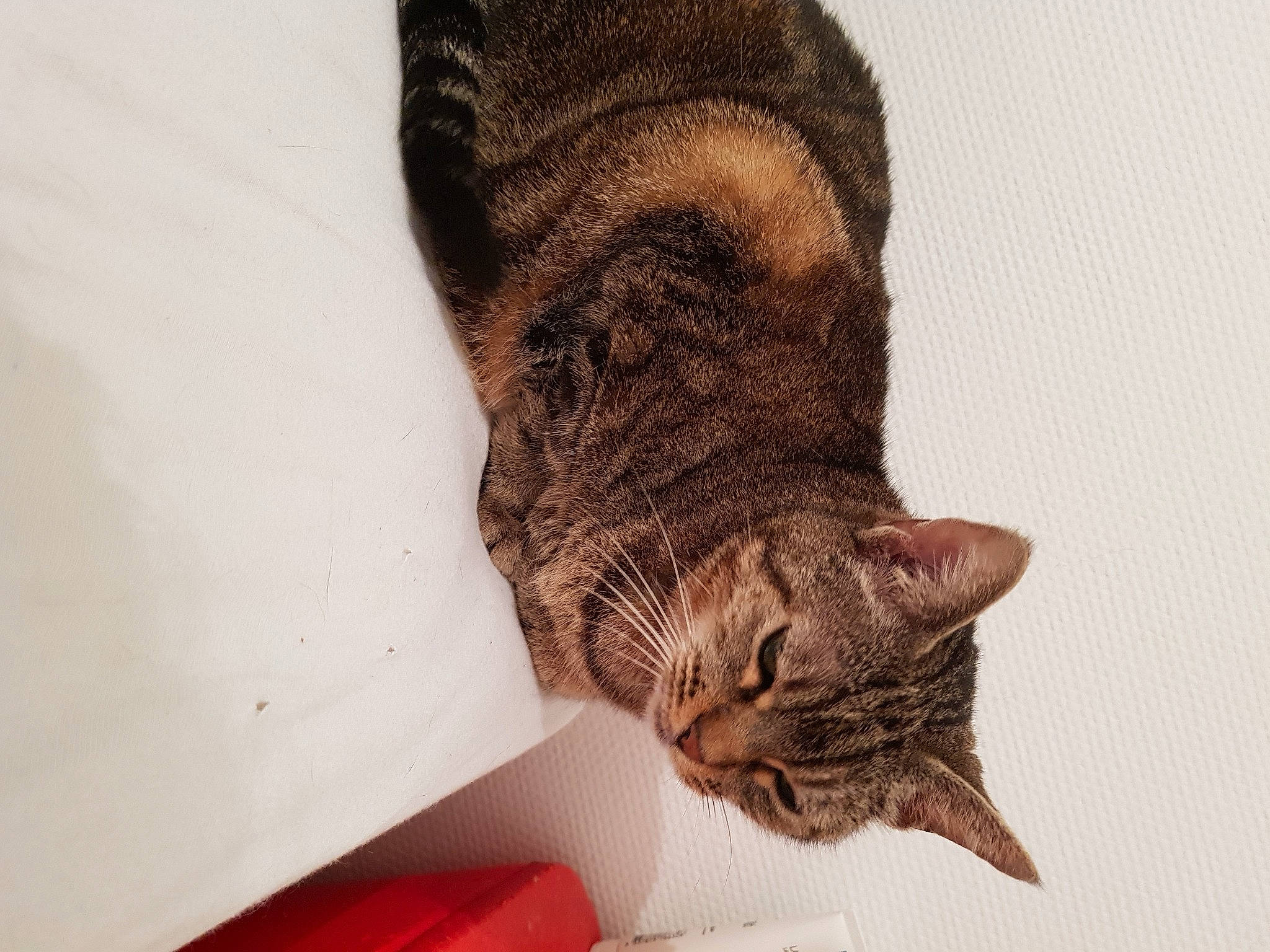 Micha participe au concours pour gagner de l'argent avec cette photo : carnivore, cat, claw, domestic_short_haired_cat, felidae, foot, fur, human_leg, leg, pattern, paw, small_to_medium_sized_cats, snout, tail, terrestrial_animal, whiskers, window, wood, wool, woolen