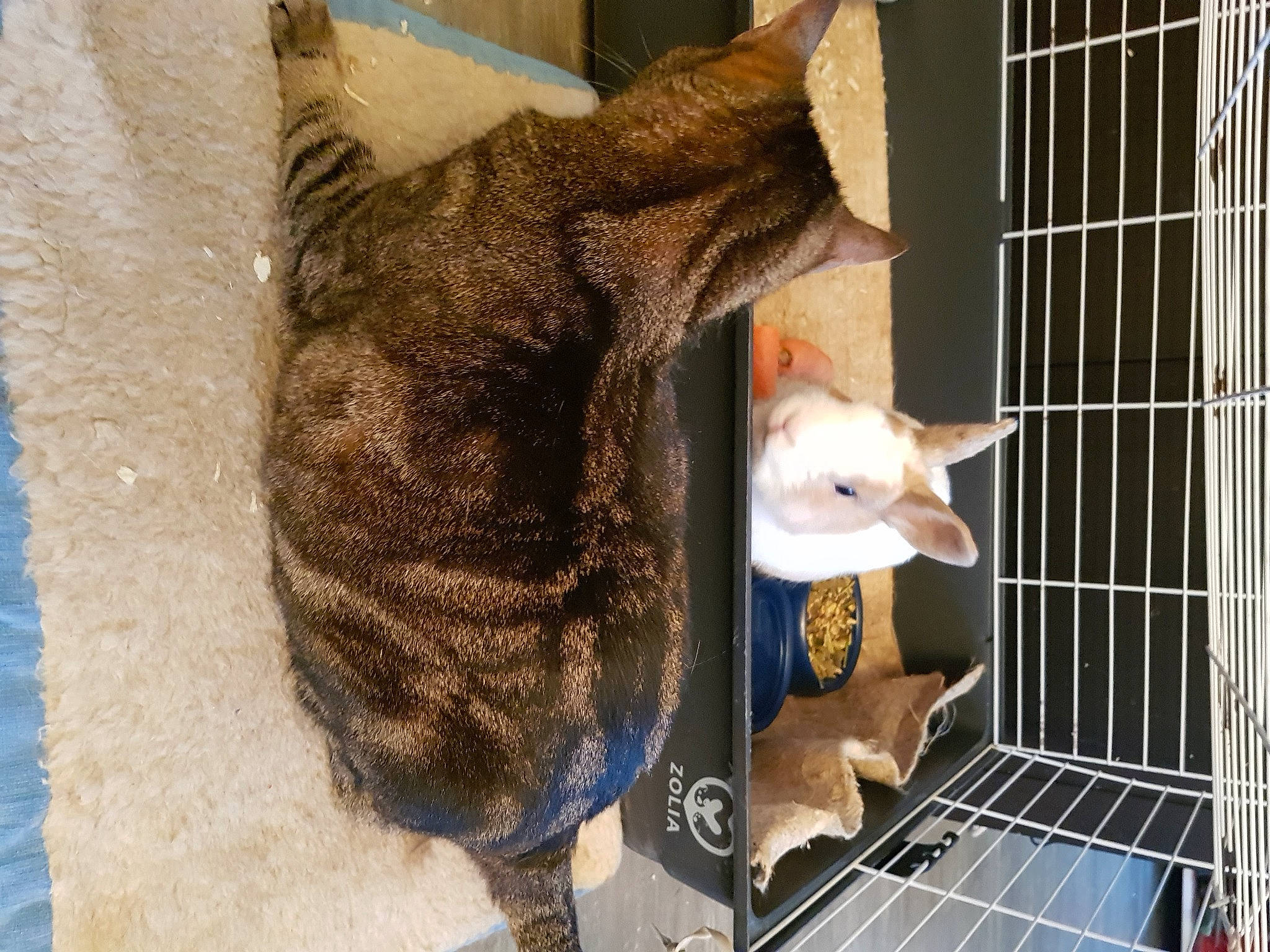 Micha participe au concours pour gagner de l'argent avec cette photo : animal_shelter, cage, carnivore, cat, domestic_short_haired_cat, fawn, felidae, fur, mammal, pet_supply, service, small_to_medium_sized_cats, snout, tail, whiskers, window, wood