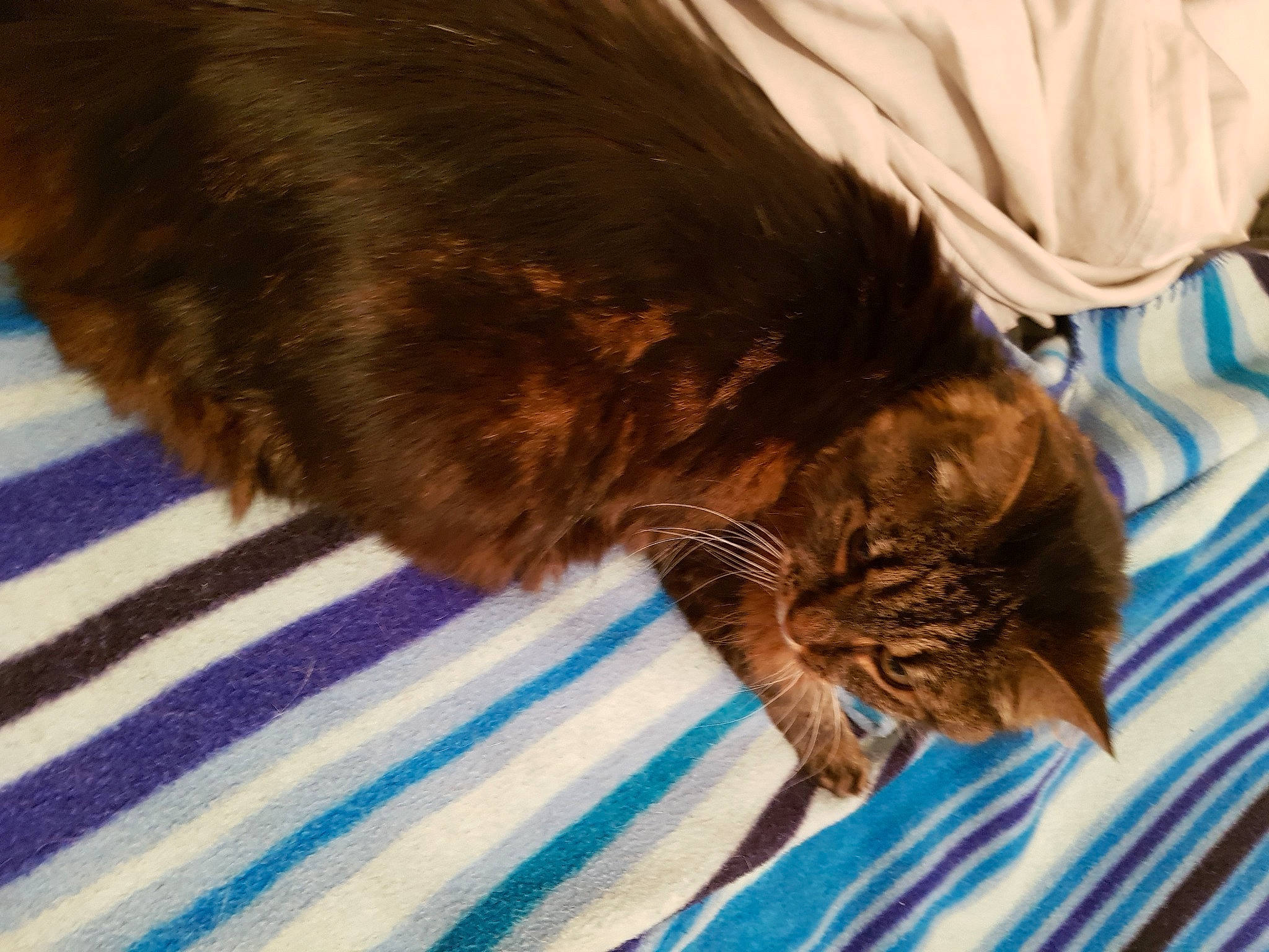 Myrtille a rejoint le concours — aidez-le/la à gagner de superbes lots ! black_cat, carnivore, cat, claw, comfort, domestic_short_haired_cat, fawn, felidae, flooring, fur, liver, pattern, paw, small_to_medium_sized_cats, snout, tail, terrestrial_animal, textile, whiskers, wood