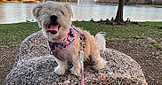 Milly joined the competition — help win amazing prizes! dog, rock, lake, water, tree, grass, leash, harness, animal, outdoor, nature, park, tongue_out, happy, pet, sunset, ducks, fur, small_dog, canine