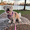 dog, rock, lake, water, tree, grass, leash, harness, animal, outdoor, nature, park, tongue_out, happy, pet, sunset, ducks, fur, small_dog, canine