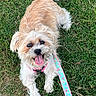 Milly joined the competition — help win amazing prizes! dog, grass, leash, pet, canine, outdoor, happy, playful, small_dog, fur, tongue_out, pink_harness, flamingo_pattern, animal, nature, cute, summer, walking, friendly, excited