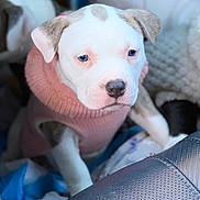 Cielo is registered to the contest to win money with this photo: puppy, dog, blue_eyes, pink_sweater, pet, close_up, indoor, blanket, cute, young_dog, portrait, cozy, soft_texture, white_fur, brown_spots, animal, seat, resting, warm_clothing, adorable
