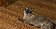 Anya is registered to the contest to win money with this photo: cat, siamese_cat, wooden_floor, indoor, pet, animal, fur, whiskers, curious, wide_eyes, relaxed, laying_down, tail, ears, domestic_cat, flooring, brick_wall, corner, house, home
