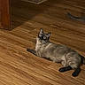 cat, siamese_cat, wooden_floor, indoor, pet, animal, fur, whiskers, curious, wide_eyes, relaxed, laying_down, tail, ears, domestic_cat, flooring, brick_wall, corner, house, home