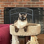 Anya is registered to the contest to win money with this photo: cat, siamese_cat, cat_tree, scratched_post, brick_fireplace, indoor, pet, feline, wide_eyes, relaxed, furniture, red_couch, home, cozy, living_room, animal, cute, resting, domestic_cat, portrait