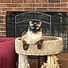 cat, siamese_cat, cat_tree, scratched_post, brick_fireplace, indoor, pet, feline, wide_eyes, relaxed, furniture, red_couch, home, cozy, living_room, animal, cute, resting, domestic_cat, portrait
