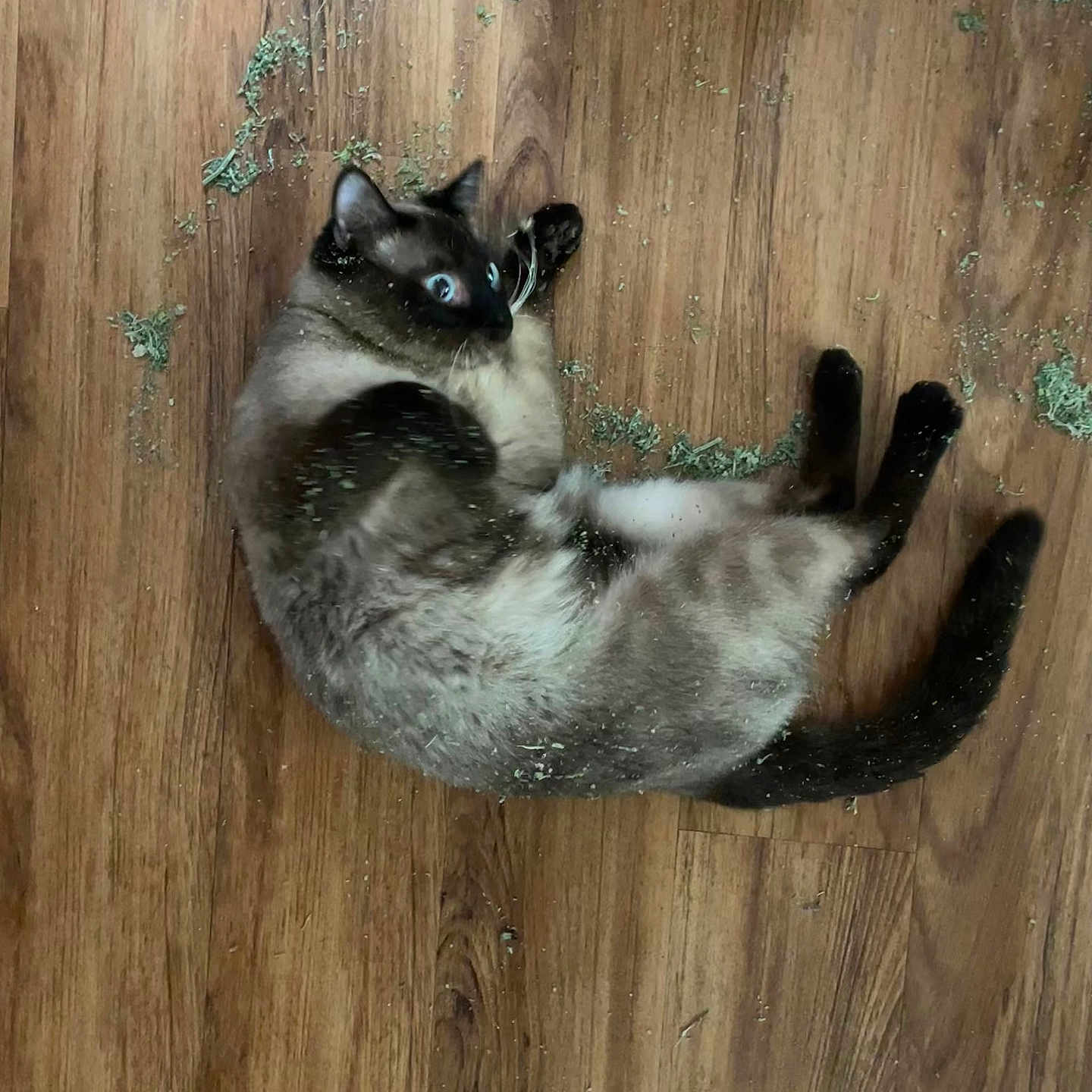Anya