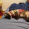 Anya is registered to the contest to win money with this photo: cat, siamese_cat, pet, bed, blanket, sweater, clothing, indoor, feline, wooden_floor, chair, relaxed, cute, lying_down, cozy, animal, mammal, home, comfort, resting