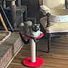 Anya is registered to the contest to win money with this photo: cat, siamese_cat, cat_perch, red, furniture, armchair, wooden_floor, cat_tree, indoor, pet, box, curious, lounging, cozy, vintage, home, decor, relaxed, animal, domestic