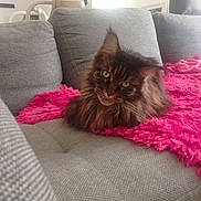 Onéa a rejoint le concours — aidez-le/la à gagner de superbes lots ! cat, maine_coon, long_hair, pet, sofa, couch, pink_blanket, fur, green_eyes, portrait, indoor, relaxed, mellow, fluffy, living_room, upclose, whiskers, resting, cozy, domestic_animal