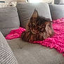 cat, maine_coon, long_hair, pet, sofa, couch, pink_blanket, fur, green_eyes, portrait, indoor, relaxed, mellow, fluffy, living_room, upclose, whiskers, resting, cozy, domestic_animal
