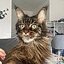 Onéa a rejoint le concours — aidez-le/la à gagner de superbes lots ! cat, pet, long_hair, whiskers, yellow_eyes, closeup, portrait, indoor, sofa, table, cup, shelf, home_interior, furniture, maine_coon_like, ears, paw, curious, human_hand, fluffy