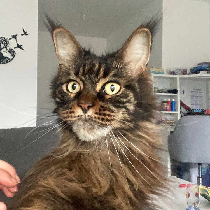 Onéa a rejoint le concours — aidez-le/la à gagner de superbes lots ! cat, closeup, cup, curious, ears, fluffy, furniture, home_interior, human_hand, indoor, long_hair, maine_coon_like, paw, pet, portrait, shelf, sofa, table, whiskers, yellow_eyes