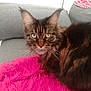 cat, feline, pet, maine_coon, tabby, longhair, brown_fur, green_eyes, whiskers, ears, pink_blanket, sofa, cushion, indoor, portrait, close_up, fluffy, relaxed, home, upholstery