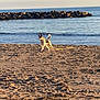 dog, beach, sand, sea, water, rocks, sunlight, outdoor, animal, leash, sky, clouds, shore, coast, walking, pet, nature, daytime, playful, summer