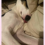 Guizmo a rejoint le concours — aidez-le/la à gagner de superbes lots ! dog, sleeping, tongue_out, blanket, pillow, cozy, resting, indoor, white_fur, black_spots, close_up, pet, animal, cute, relaxed, snout, fur, napping, soft, comfort