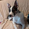 animal, beige, canine, companion, couch, dog, domestic, ears, fur, furniture, home, household, indoor, looking_away, paw, pet, portrait, relaxed, resting, snout