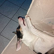 Guizmo participe au concours pour gagner de l'argent avec cette photo : dog, pet, mattress, tile_floor, indoor, paw, ear, snout, tongue, sleeping, flash, bedroom, relaxed, white_fur, black_fur, side_profile, close_up, corner, floor, domestic