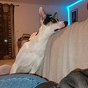 Guizmo participe au concours pour gagner de l'argent avec cette photo : black, blue_led, brown, chin, clothes, couch, cozy, curious, curtains, dog, ears, furniture, indoor, lighting, pet, resting, stack, tile_floor, wall_art, white