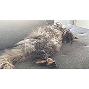 Nala a rejoint le concours — aidez-le/la à gagner de superbes lots ! cat, fluffy_cat, long_hair, sofa, couch, gray, lounging, belly_up, paws, indoor, pet, relaxed, whiskers, fur, cozy, home, fabric, living_room, screenshot, ui_icons