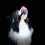 dog, tricolor, fluffy, tongue, licking, black_background, white_chest, nose, pet, animal, fur, closeup, portrait, cute, adorable, muzzle, whiskers, head, looking_up, canine