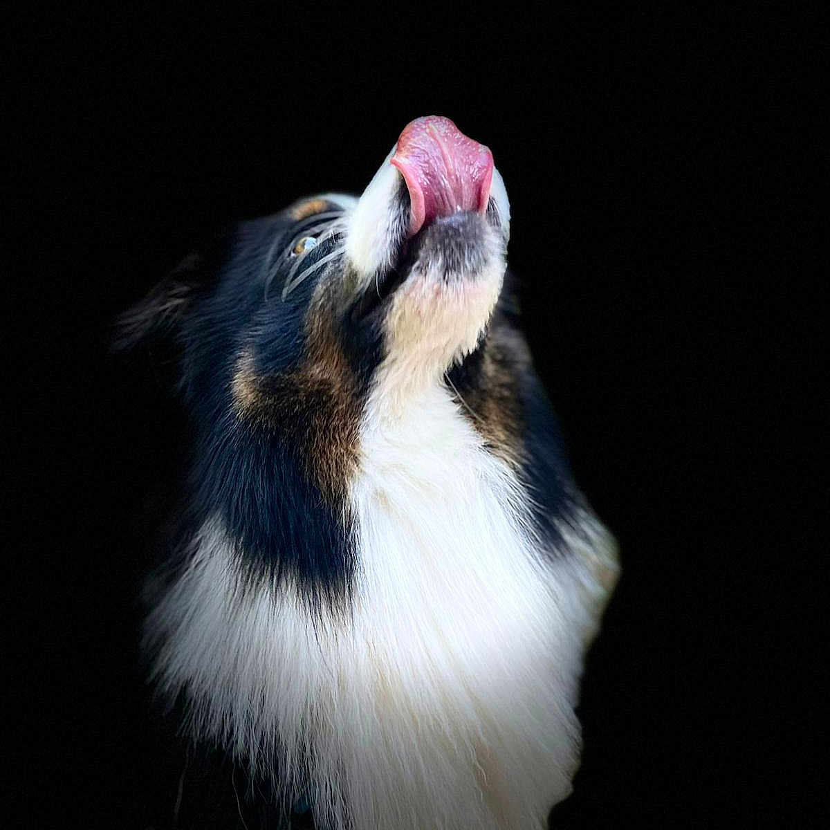 Nawaki a rejoint le concours — aidez-le/la à gagner de superbes lots ! adorable, animal, black_background, canine, closeup, cute, dog, fluffy, fur, head, licking, looking_up, muzzle, nose, pet, portrait, tongue, tricolor, whiskers, white_chest