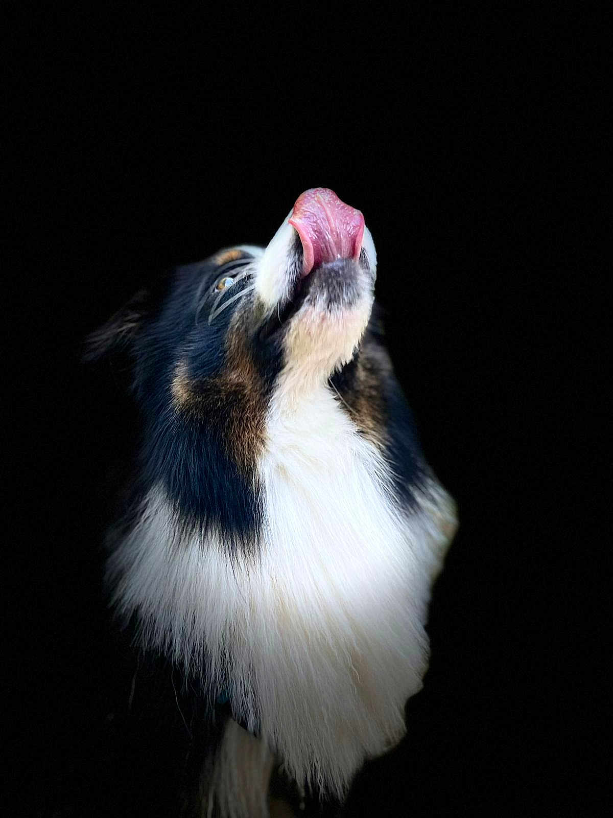 Nawaki a rejoint le concours — aidez-le/la à gagner de superbes lots ! dog, tricolor, fluffy, tongue, licking, black_background, white_chest, nose, pet, animal, fur, closeup, portrait, cute, adorable, muzzle, whiskers, head, looking_up, canine