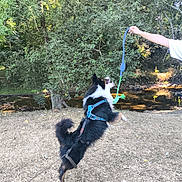 Nawaki a rejoint le concours — aidez-le/la à gagner de superbes lots ! dog, leaping, blue_harness, toy, person, white_shirt, grass, trees, creek, outdoor, nature, play, leash, animal, daylight, summer, park, excited, jump, water
