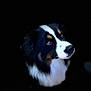 dog, portrait, close_up, black_background, animal, pet, fur, eyes, whiskers, nose, head, muzzle, tricolor, canine, looking_up, expression, soft_light, studio, isolated, adorable