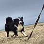 Nawaki a rejoint le concours — aidez-le/la à gagner de superbes lots ! dog, beach, sand, leash, running, outdoor, cloudy_sky, happy, pet, animal, fur, playful, canine, nature, daytime, motion, energetic, smiling, walking, companion