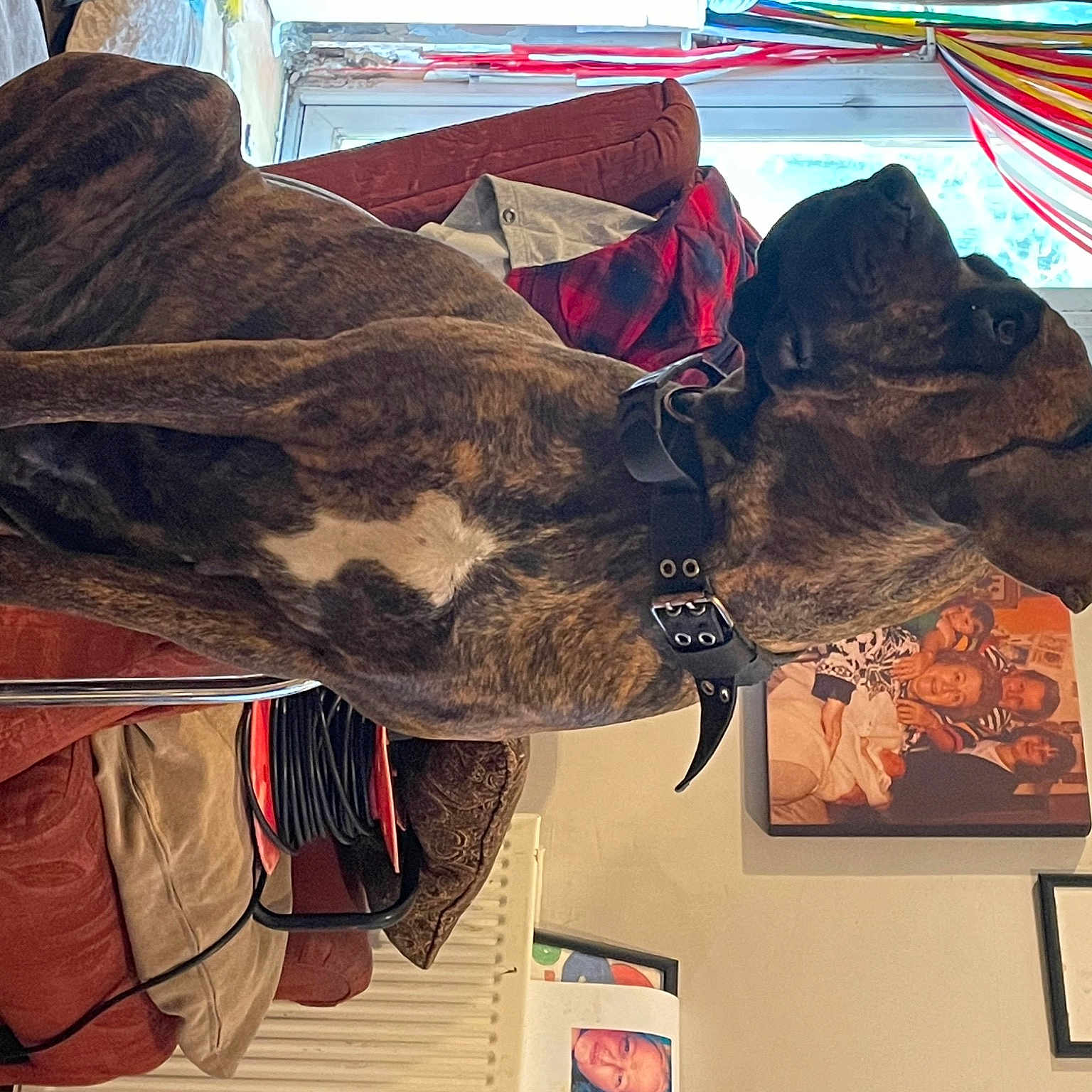 Tia joined the competition — help win amazing prizes! art, carmine, costume, costume_design, fashion_accessory, fashion_design, feather, flesh, fur, personal_protective_equipment, room, visual_arts