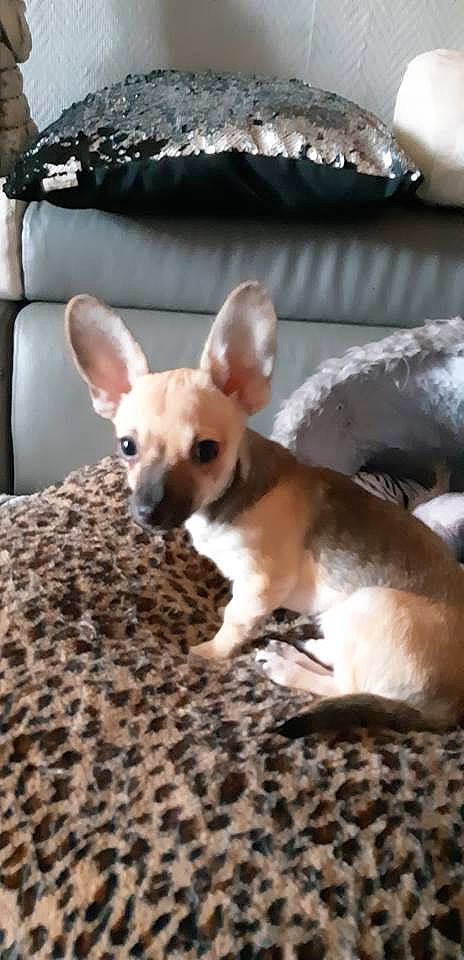 Loko a rejoint le concours — aidez-le/la à gagner de superbes lots ! canidae, carnivore, chihuahua, companion_dog, corgi_chihuahua, dog, dog_breed, ear, fawn, mammal, puppy, snout, toy_dog, vertebrate, whiskers