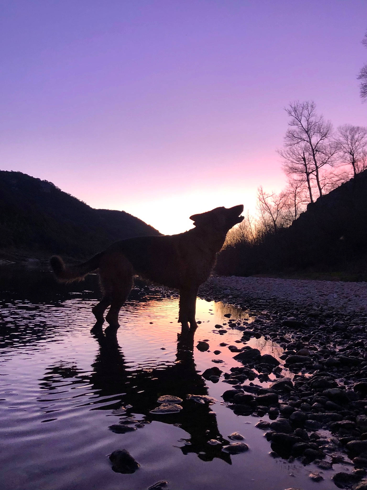 Roxy participe au concours pour gagner de l'argent avec cette photo : afterglow, beach, body_of_water, carnivore, cloud, dawn, dog, dog_breed, dusk, horizon, lake, landscape, natural_landscape, sky, sporting_group, sunrise, sunset, tail, tree, water