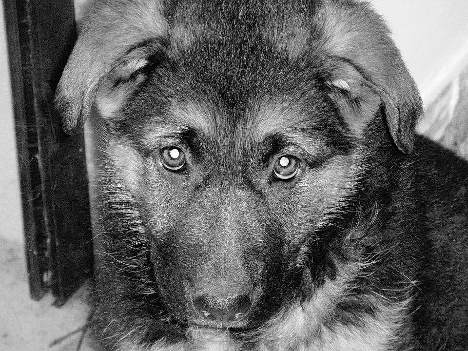 Roxy participe au concours pour gagner de l'argent avec cette photo : art, canidae, carnivore, close_up, companion_dog, dog, dog_breed, eye, grey, head, iris, jaw, monochrome, monochrome_photography, snout, sporting_group, style, terrestrial_animal, whiskers, working_animal