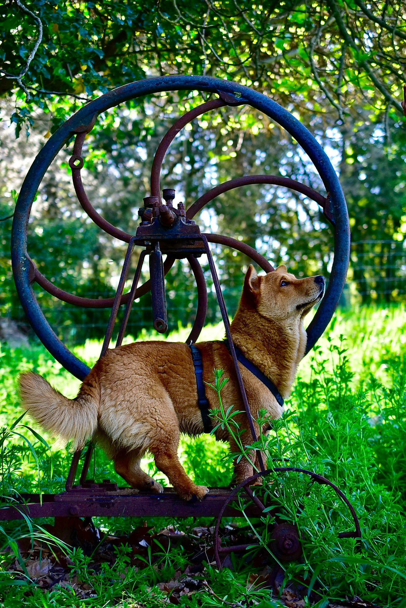 Roucky participe au concours pour gagner de l'argent avec cette photo : bicycle_wheel, carnivore, fawn, felidae, forest, grass, groundcover, plant, shrub, small_to_medium_sized_cats, snout, tail, terrestrial_animal, terrestrial_plant, tire, tree, trunk, wheel, whiskers, wood