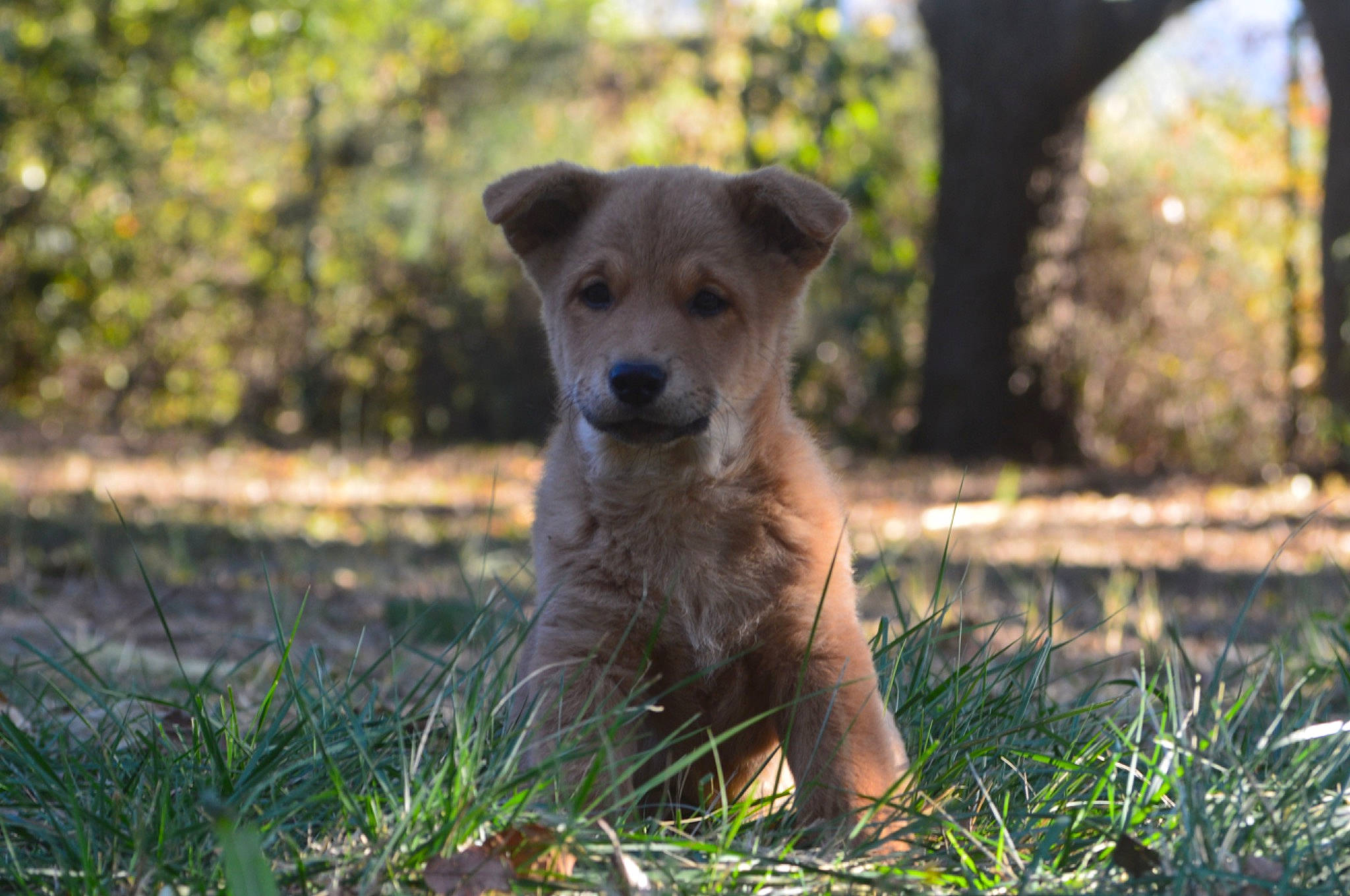 Roucky participe au concours pour gagner de l'argent avec cette photo : carnivore, companion_dog, dog, dog_breed, fawn, forest, grass, grass_family, landscape, natural_landscape, plant, snout, soil, terrestrial_animal, tree, trunk, whiskers, wildlife, wood, working_animal