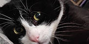 Oréo a rejoint le concours — aidez-le/la à gagner de superbes lots ! animal, black_and_white, cat, close_up, closeup, curious, cute, domestic_cat, face, feline, fur, indoor, looking, nose, pet, portrait, soft_focus, whiskers, yellow_eyes