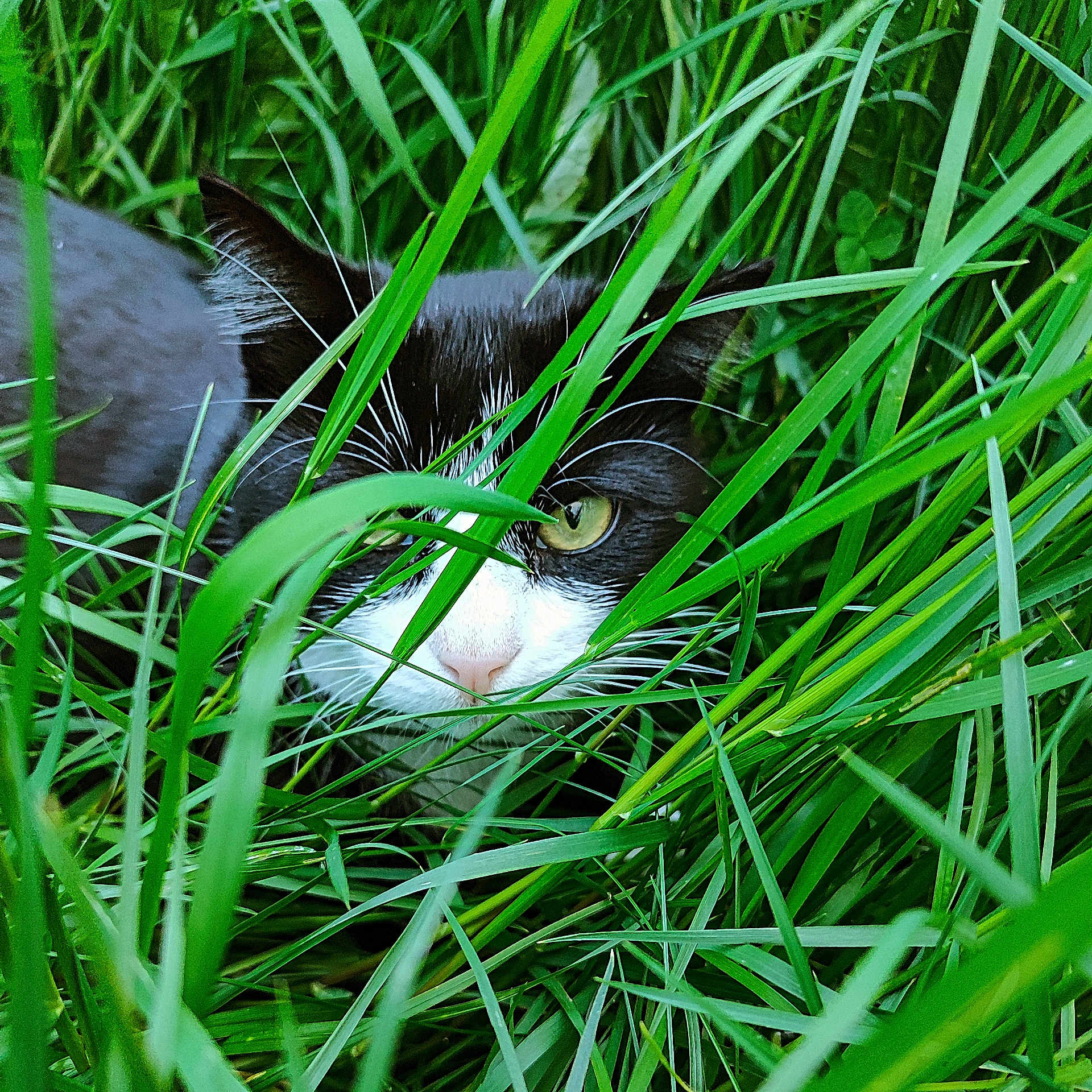 Oréo participe au concours pour gagner de l'argent avec cette photo : animal, blurred_background, camouflage, cat, closeup, curious, eyes, face, feline, grass, green, hidden, nature, outdoor, pet, plant, summer, tuxedo_cat, whiskers, wildlife