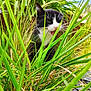 Oréo participe au concours pour gagner de l'argent avec cette photo : animal, black_and_white_cat, blurred_background, cat, closeup, daylight, feline, flora, garden, grass, greenery, leaf, mammal, nature, outdoor, pet, plant, whiskers, wild, young_cat