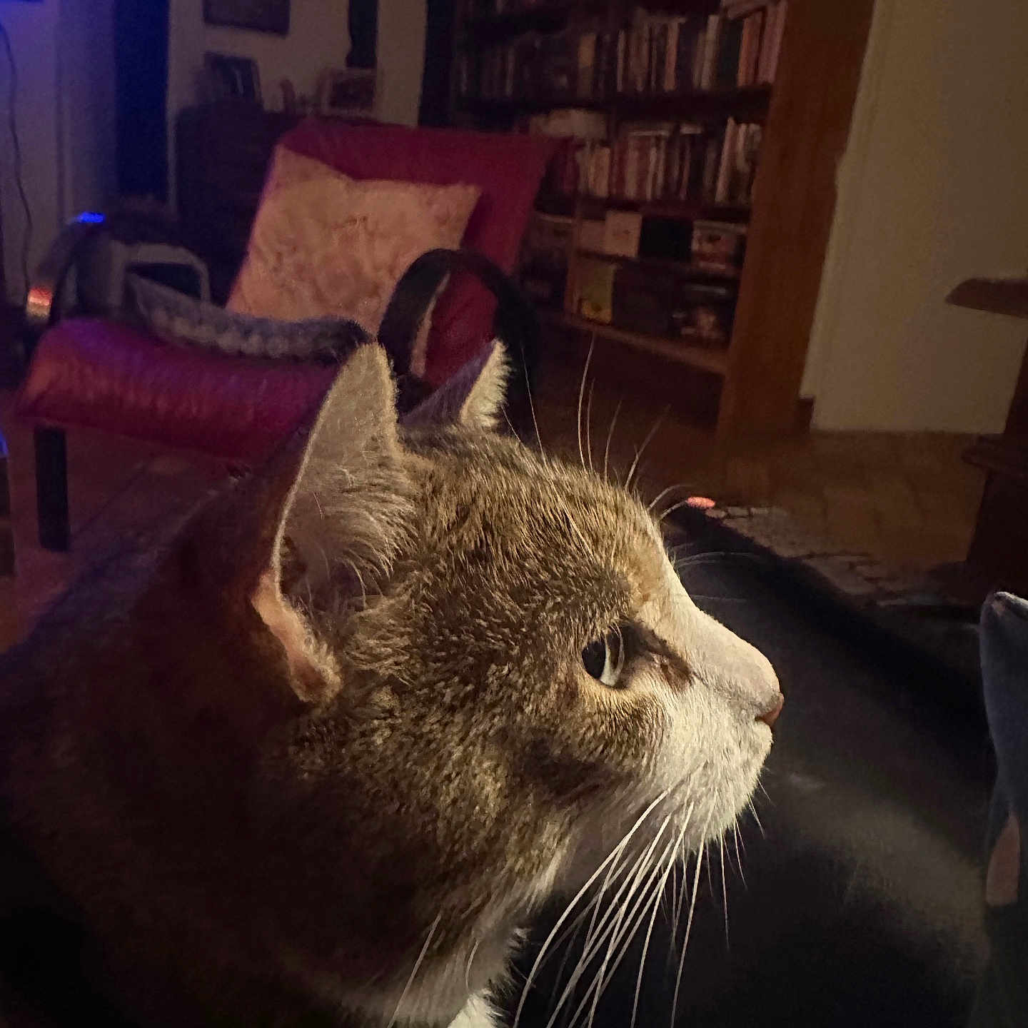 Minette