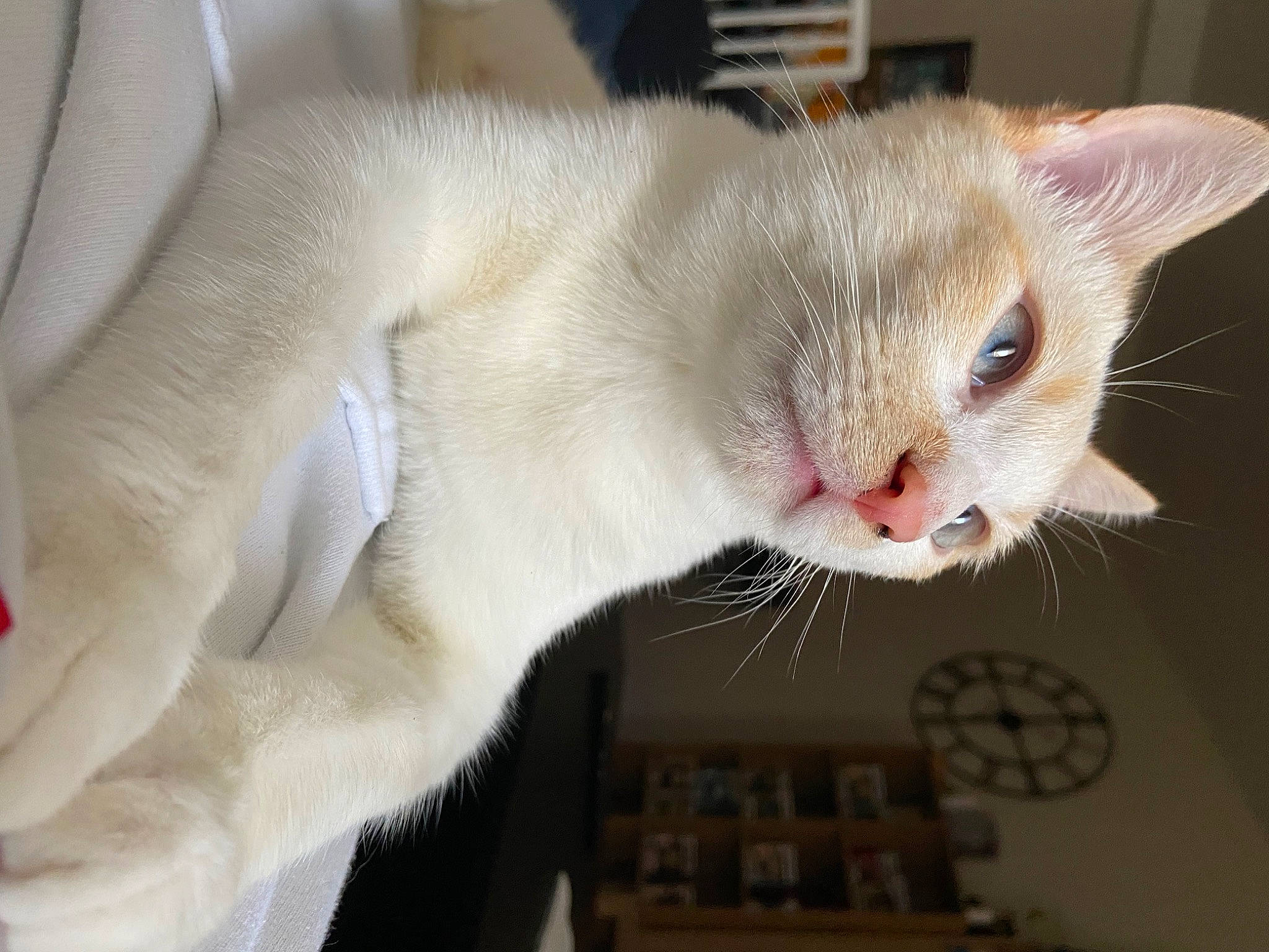 Saphir participe au concours pour gagner de l'argent avec cette photo : carnivore, cat, claw, collar, comfort, domestic_short_haired_cat, fang, fawn, felidae, fur, paw, pet_supply, small_to_medium_sized_cats, snout, tail, whiskers