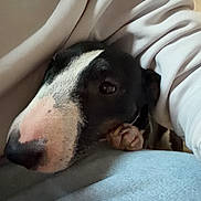 Némésis a rejoint le concours — aidez-le/la à gagner de superbes lots ! dog, black_and_white, resting, close_up, person, sweater, jeans, lap, cozy, indoor, pet, animal, companion, relaxing, cute, snuggling, casual_clothing, comfort, friendship, portrait