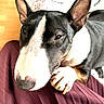 dog, bull_terrier, pet, close_up, indoor, paw, ear, black_and_white, resting, person, clothing, maroon, floor, wooden_floor, cute, animal, companion, looking_up, fur, relaxed