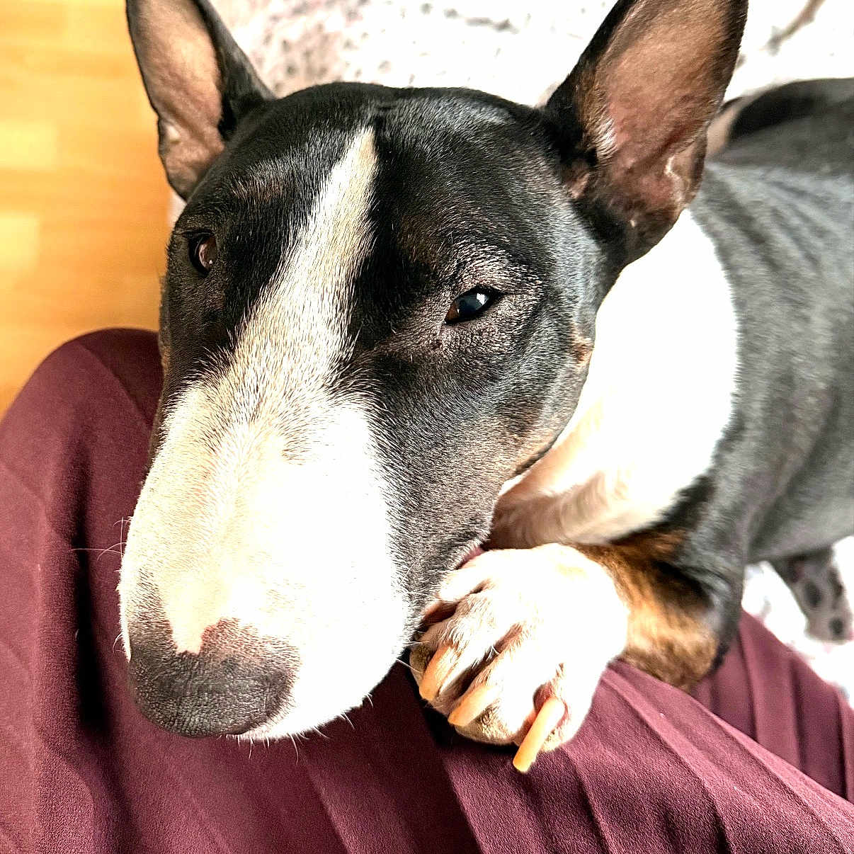 Némésis a rejoint le concours — aidez-le/la à gagner de superbes lots ! dog, bull_terrier, pet, close_up, indoor, paw, ear, black_and_white, resting, person, clothing, maroon, floor, wooden_floor, cute, animal, companion, looking_up, fur, relaxed