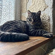Max a rejoint le concours — aidez-le/la à gagner de superbes lots ! cat, tabby, striped_fur, animal, pet, indoor, window, lace_curtain, wooden_surface, relaxed, feline, curious_eyes, resting, natural_light, stone_wall, cozy, domestic_cat, whiskers, tail, portrait
