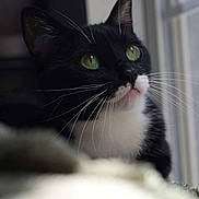Opal joined the competition — help win amazing prizes! cat, tuxedo_cat, black_and_white, green_eyes, whiskers, window, indoor, close_up, portrait, pet, feline, curious, soft_light, fur, animal, domestic_animal, looking_up, side_view, cute, calm